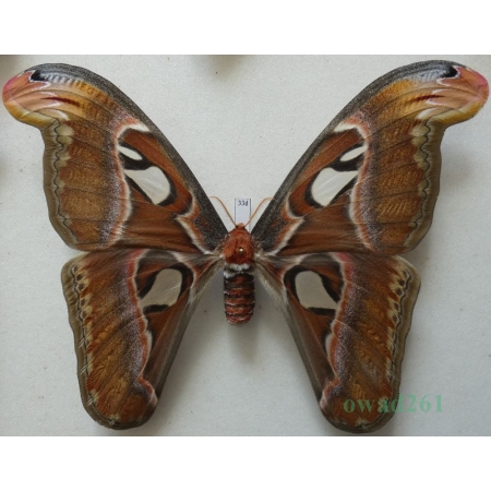 Attacus atlas Linnaeus, 1758 female ex. ovo Thailand 157mm33d